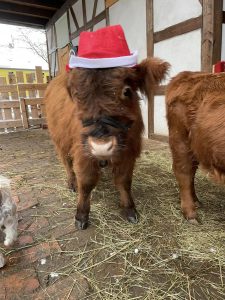 Niedliches Pony mit Weihnachtsmütze auf einem Bauernhof in der Nähe von Wellnesshof RaJa, perfekt für einen Winterurlaub mit Tiererlebnissen.