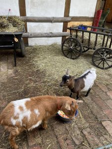 Hof Tieren im Streichelzoo, Ziegen und Hasen, in ländlicher Umgebung, Idylle, Bauernhof, Natur, nachhaltiger Tourismus, Tierliebe, Familienurlaub, Tierpflege, ländliche Atmosphäre.