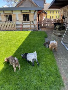 Stallungen im Wellnesshof RaJa mit glücklichen Ziegen auf saftigem Grün, ländliche Atmosphäre, Natur und Tierliebe, ideal für nachhaltigen Tierurlaub und Erholung in der Natur.