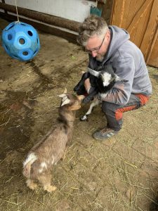 Herdehund bei der Arbeit, Tiertherapie mit Ziegen auf dem Wellnesshof RaJa, inklusive Natur- und Entspannungserlebnis, fördert die mentale Gesundheit und das Wohlbefinden.