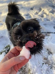 Hundefell im Schnee, Hund leckt Eis, Haustier im Winter, Hundespaziergang im Schnee, winterliche Hundemomente.