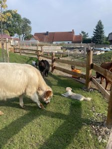 Miniature cattle und Hunde auf dem Wellnesshof RaJa in ländlicher Umgebung, Natur, Entspannung, Tierliebe, Ruheoase, private Ferienwohnung, nachhaltiger Urlaub, tierfreundliches Reiseziel, Kurzurlaub, Gesundheit und Wellness.