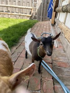 Häschen auf dem Wellnesshof RaJa, das Tierschutz, Natur und Entspannung in Midden-Westphalia verbindet.