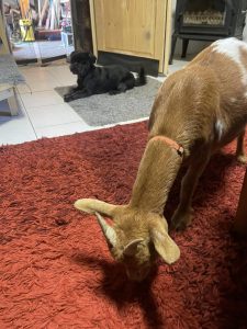 Schwarzer Hund und braunes Ziegenkalb im gemütlichen Wellnesshof, Haustier-Idylle, Tierliebe, Tierfreunde, Natur, ländliche Atmosphäre, Tiermassage, Entspannung.