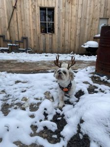 Fröhlicher Hund mit Rentiergeweih auf Schnee vor Wellnesshof RaJa, Tiergestützte Therapie und Naturerlebnis in entspannter Atmosphäre.