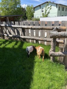 Hof mit Ziegen im Grünen, tierische Ruheoase bei Wellnesshof RaJa, ländliche Idylle, Naturerlebnis, nachhaltiger Urlaub in der Natur, Erholung auf dem Bauernhof.