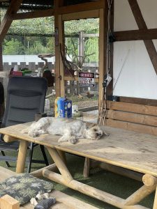 Haustierfreundliches Ferienhaus auf dem Wellnesshof RaJa mit Parkmöglichkeit für Hunde, entspannter Hundeschlaf auf Holzterrasse, ländliche Umgebung, Natur und Tierhaltung.