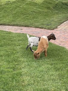 Hof mit Ziegen auf grünem Rasen, entspannte Tierhaltung, ländliche Idylle, Naturerlebnis, nachhaltige Landwirtschaft, Wellnesshof RaJa, Tierfreunde.