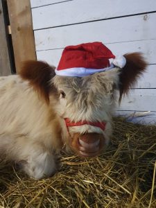 Entspannendes Tierfoto mit Ziege im Weihnachtskostüm auf Strohbett, perfekt für Winter- und Weihnachts-SEO.