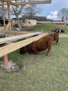 Entspannende Tierfreuden auf dem Wellnesshof RaJa mit glücklichen Rindern in natürlicher Umgebung. Perfekt für Wellness- und Erholungsangebote in ländlicher Atmosphäre.