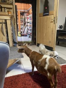 Schmusetier haustier freundlich, Hund, Katze, tierische Freunde, tierisch, Haustier, kuschelige Tiere, Haustierpflege, Tierliebe, tierische Gemeinschaft filmu.