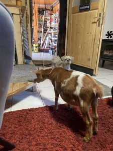 Gemütliches Hundereha im Wellnesshof RaJa – hundefreundliche Unterkunft im Grünen mit liebevoller Betreuung und viel Platz zum Spielen.