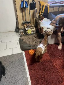 Hundefutter und Hundebett im Wohnzimmer, junge Hundewelpen und ein Mensch beim Kuscheln, gemütliches Zuhause, Tierliebe, Haustierpflege, Hundstasse, Wohlfühlatmosphäre, tierische Freunde, Wellnesshof RaJa, Hundeleben, Haustierbedarf.