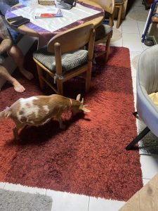 Gasierten, gemütlicher Küchenbereich mit rotem Teppich, Holztisch, Stühlen und einem niedlichen Ziege, die auf dem Boden schnuppert, ideal für Wellness und Entspannung im Wellnesshof RaJa.