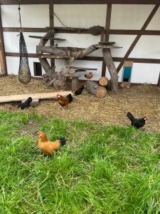 Freilaufende Hühner im Naturschutzgebiet auf einem Bio-Bauernhof mit artgerechter Haltung bei Wellnesshof RaJa. Nachhaltiger Tierkomfort und kreative Hühnerhäuser in ländlicher Idylle.