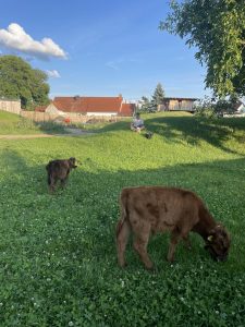 Weide mit Kühen und Hund, idyllische Landschaft auf dem Wellnesshof RaJa, ländliche Idylle, Naturerlebnis, Ruhe, Entspannung, nachhaltige Tierhaltung, Erholung in der Natur, Wellness und Tierkontakt.