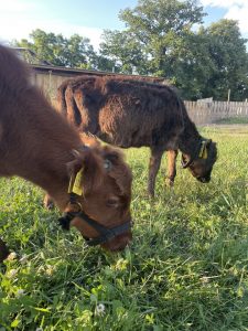Kleines braunes Kalb und schwarzes Kalb beim Weidegang auf dem Wellnesshof RaJa, idyllisches ländliches Erlebnis, Natur pur, Tierliebe, nachhaltige Landwirtschaft, entspannte Atmosphäre, Naturerlebnis mit Tierkontakt.