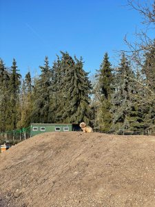 Naturoresort, Hund auf Hügel mit Nadelbäumen im Hintergrund, entspannte Atmosphäre, Wellnesshof RaJa, Natur, Ruhe, Erholung, Hund, Outdoor, Naturerlebnis, nachhaltige Wellness, Tierliebe, Therapiebereich, Naturhotspot, Naturcura, Biokultur, Naturverbundenheit, Wellness in der Natur, Tierfreundlich, Entspannung pur, Naturidyll, Naturerlebnisurlaub, Naturheilung, Tierwohl.