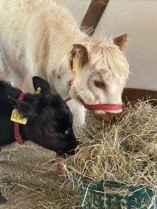 Sauberes Bild von einem Hund und einer Ziege beim gemeinsamen Fressen von Heu auf dem Wellnesshof RaJa, ländliche Atmosphäre, Tierliebe, Tierwohl, naturverbunden, nachhaltige Tierhaltung, Bio-Betrieb.