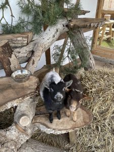Naturverbundenes Tiergehege im Wellnesshof RaJa mit Ziegen, Naturmaterialien und geschütztem Raum für Entspannung und Tiererlebnis.
