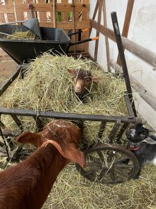 Gerettete Ziegen im Stall mit Heu, ländliche Tierhaltung auf dem Wellnesshof RaJa, nachhaltige Landwirtschaft und Tierwohl in Deutschland.