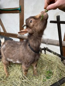 Kleines Ziegenbaby beim Futter geben auf dem Wellnesshof RaJa, liebevoller Tierkontakt, ländliche Atmosphäre, Naturerlebnis, entspannte Tierhaltung, Familienurlaub mit Tieren, nachhaltiger Tourismus, Kinderfreundliches Erlebnis, Natururlaub, Tiererlebnis.