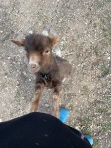 Hochwertiger Ziegenjunge auf dem Wellnesshof RaJa in natürlicher Umgebung, ideal für Tierliebhaber und Familienurlaub in der Natur.