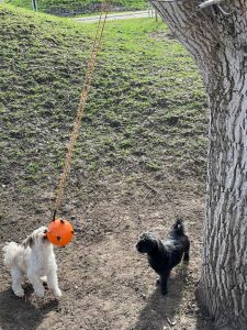 Spielende Hunde auf dem Wellnesshof RaJa, Tierliebhaber, Naturerlebnis, Hundespielplatz, ländliche Idylle, aktive Hunde, Freizeitgestaltung, Entspannung, Tierhotel, nachhaltiger Urlaub, Hundewiese, Natur genießen, Erholung in der Natur, Hundesport, naturnaher Aufenthalt, Wellness für Hunde, ländliche Umgebung, tierfreundliche Unterkunft, Natururlaub, Hundetraining jeweils hochwertiges Wellnesserlebnis für Tier und Mensch.