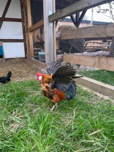 Hahn im Grünen vor dem Wellnesshof RaJa, perfekt für Naturnähe und Tierkontakt.