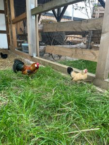 Hühner auf der grünen Wiese vor einem Hühnergehege mit Holzrahmen und Drahtmuster, zertifizierter Bio-Bauernhof, Naturerlebnis für Gäste, nachhaltige Tierhaltung, Entspannung und Tiere genießen.