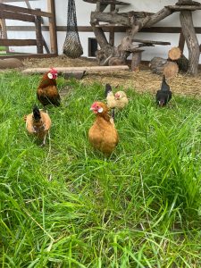 Hühner im Grünen, freilaufend auf dem Wellnesshof RaJa, in natürlicher Umgebung mit viel Gras und Freiraum, ideal für nachhaltige Tierhaltung und Naturnähe.