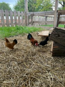 Freilaufende Hühner auf dem Wellnesshof RaJa, Natur- und Tierschutz, nachhaltige Landwirtschaft, ländliche Entspannung, tiergerechte Haltung, Öko-Bauernhof, Erholung in der Natur, Erlebnisbauernhof, Bio-Tiere, ruhige Landlust, Naturerlebnis.