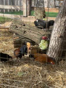 Hühner und Papageien im natürlichen Tiergehege des Wellnesshof RaJa, idyllische Umgebung, naturnahe Tierhaltung, tierfreundliche Unterkunft, nachhaltiger Urlaub für Tierliebhaber.