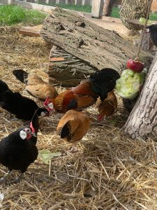 Exklusive Hühner im Wellnesshof RaJa mit naturnaher Umgebung und biologisches Futter für Tierwohl und Entspannung.