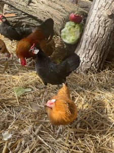 Hühner auf dem Wellnesshof RaJa, naturbelassenes Tiererlebnis, freundliche Hühnerhaltung mit freiem Auslauf in einer ländlichen Umgebung, ideal für Tierliebhaber und Naturliebhaber.