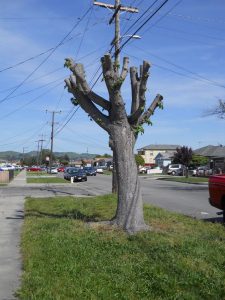 Read more about the article Surefire Ways to Kill Your Tree