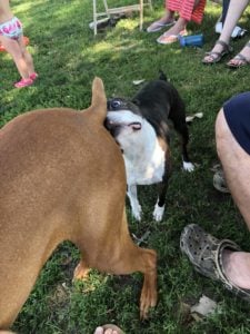 Boston Terrier: Ultimate Guide To Socializing them.