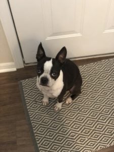 boston terrier waiting by the door to go outside and potty.