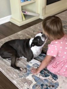 Boston terrier kissing