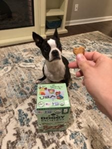 Boston Terrier Eating treats