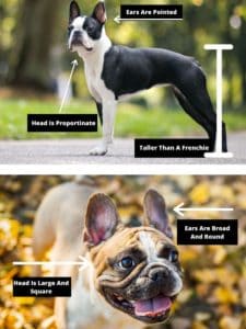 Quiz Boston Terrier or French Bulldog. what is the difference between a boston terrier and french bulldog.