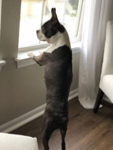 Boston Terrier as a watchdog.