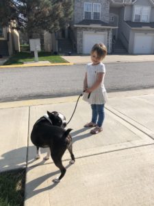 How easy is it to train a Boston Terrier? How to train a boston terrier to go potty.