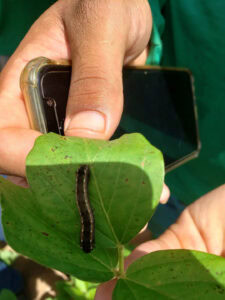 Brazilian company FarmBox offers a pest and disease monitoring tool, that allows growers to control pests in a very targeted way. - Photo: Farmbox