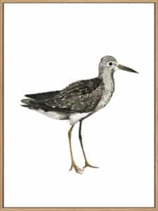 Sea Bird III - Canvas Gallery Natural