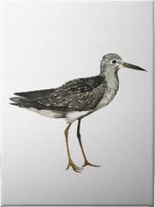Sea Bird III - Unframed Canvas Unframed Canvas
