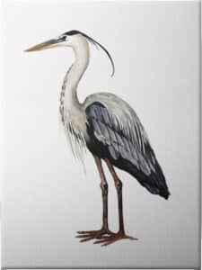Sea Bird I - Unframed Canvas Unframed Canvas