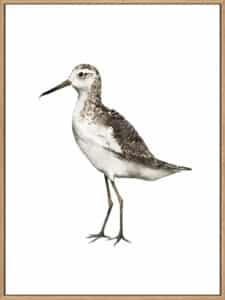 Sea Bird VI - Canvas Gallery Natural