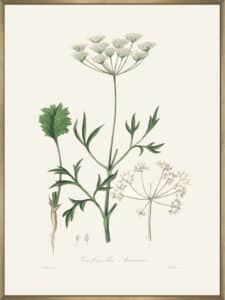 Aniseed (pimpinella Anisum) Medical Botany - Canvas Gallery Champagne