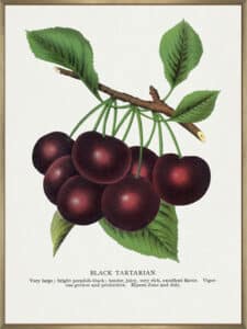 Black Tartarian Cherry Lithograph - Canvas Gallery Champagne